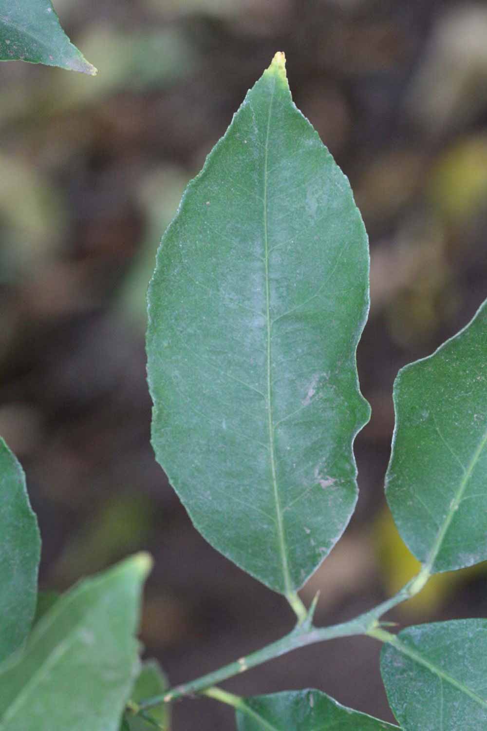              Unifoliolate leaf (Prior, Riverside,   CA)   